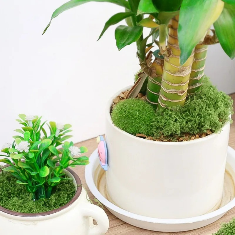 หญ้ามอสปลอม DIY 50/300 กรัม พร - Sphagnum Moss Dry บทวิจารณ์และราคา