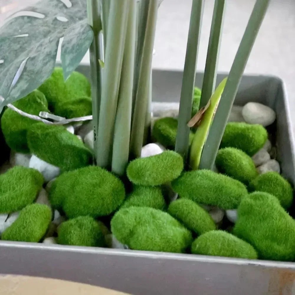 50/5 ชิ้น ลูกบอลมอสเทียม หินมอ - Sphagnum Moss Dry บทวิจารณ์และราคา
