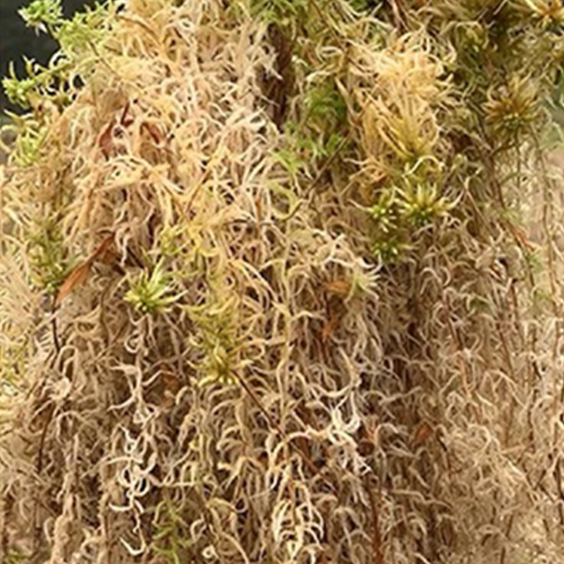 วัสดุปลูกกล้วยไม้สำหรับตู้เลี้ - Sphagnum Moss Dry บทวิจารณ์และราคา