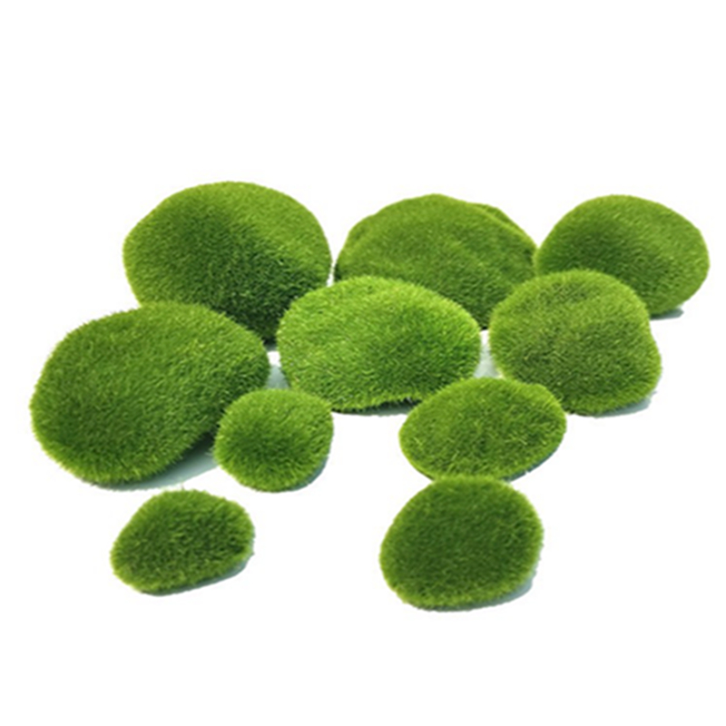 5 ชิ้น 3-12 ซม. ตะไคร่น้ำเทียม - Sphagnum Moss Dry บทวิจารณ์และราคา
